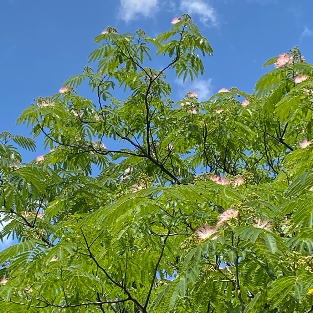 Meet your Posher, Jeanette